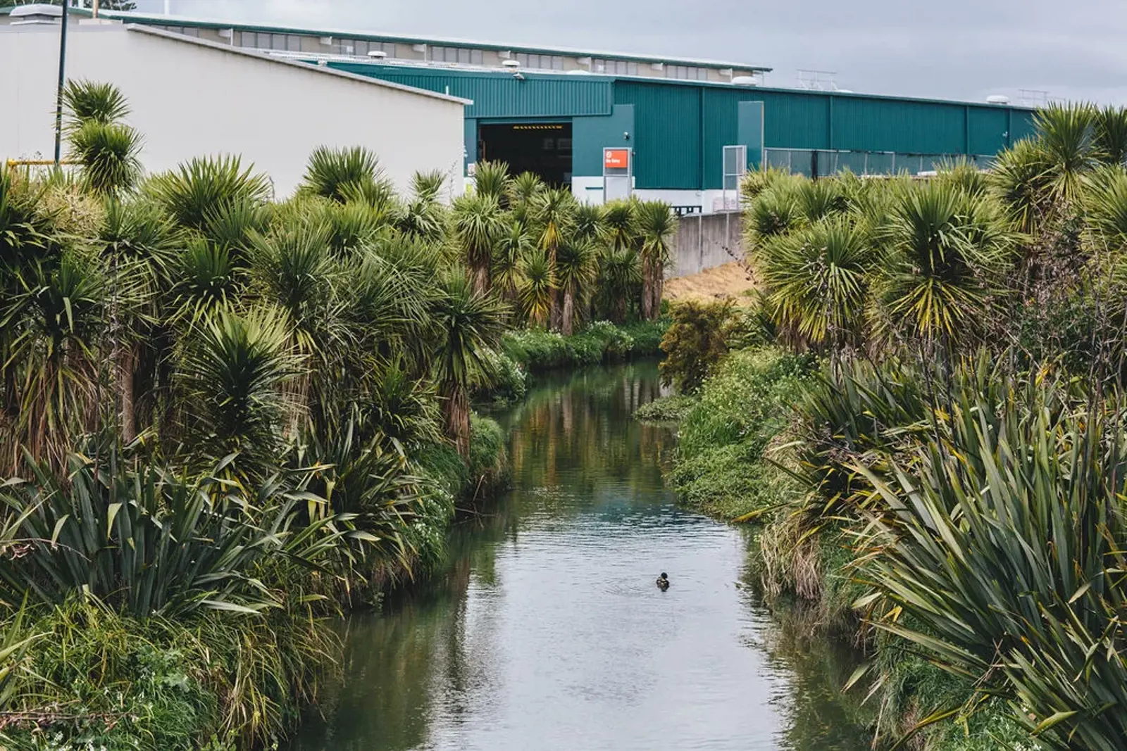 Waiohua Iwi Lead Collaborative Approach To Puhinui Stream Regeneration 7